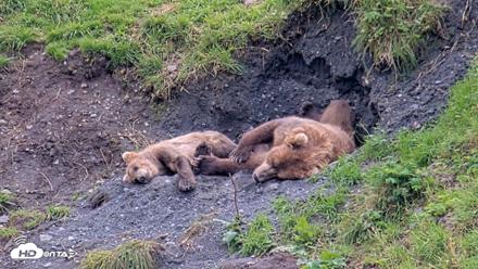 Kodiak Alaska Brown Bears Live Webcam - Aug 22, 2026, 3:58pm AKDT