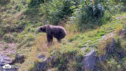 Kodiak Alaska Brown Bears Live Webcam - Aug 23, 2026, 2:21pm AKDT
