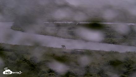 Kodiak Alaska Brown Bears Live Webcam - Aug 22, 2026, 7:51am AKDT