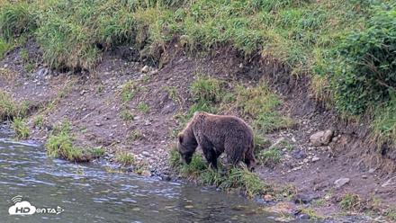 Kodiak Alaska Brown Bears Live Webcam - Aug 20, 2026, 7:21pm AKDT