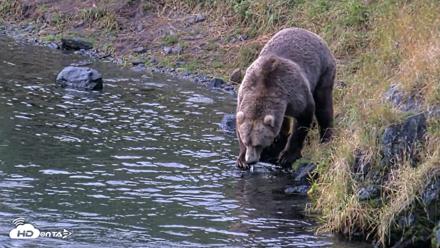 Kodiak Alaska Brown Bears Live Webcam - Aug 14, 2026, 7:40am AKDT