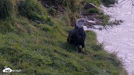 Kodiak Alaska Brown Bears Live Webcam - Oct 8, 2026, 12:43pm AKDT