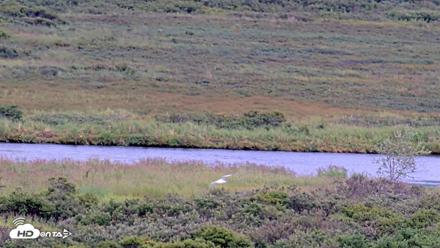 Kodiak Alaska Brown Bears Live Webcam - Aug 20, 2026, 6:19pm AKDT