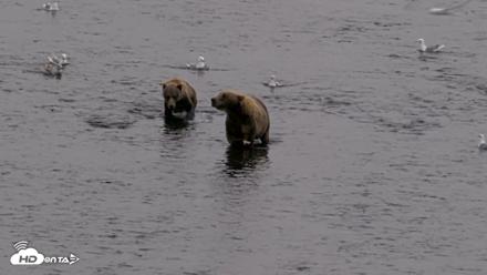 Kodiak Alaska Brown Bears Live Webcam - Aug 17, 2026, 5:52pm AKDT