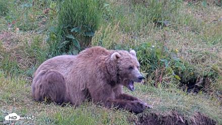 Kodiak Alaska Brown Bears Live Webcam - Aug 3, 2026, 8:07pm AKDT