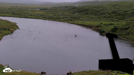 Kodiak Alaska Brown Bears Live Webcam - Aug 17, 2026, 8:40pm AKDT