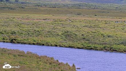 Kodiak Alaska Brown Bears Live Webcam - Aug 11, 2026, 5:03pm AKDT