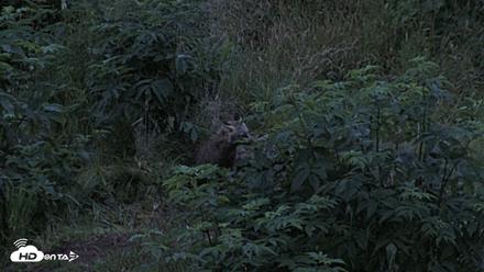 Kodiak Alaska Brown Bears Live Webcam - Aug 5, 2026, 6:03am AKDT