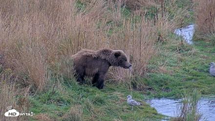 Kodiak Alaska Brown Bears Live Webcam - Oct 6, 2026, 11:10am AKDT