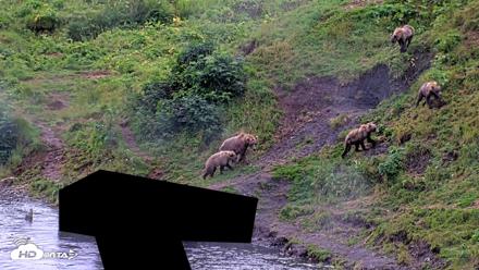 Kodiak Alaska Brown Bears Live Webcam - Aug 12, 2026, 6:55pm AKDT