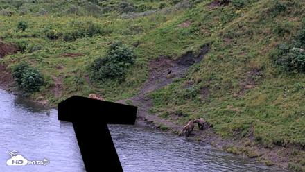 Kodiak Alaska Brown Bears Live Webcam - Aug 19, 2026, 7:48pm AKDT
