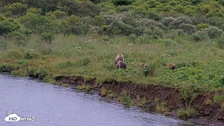 Kodiak Alaska Brown Bears Live Webcam - Aug 7, 2026, 7:44am AKDT