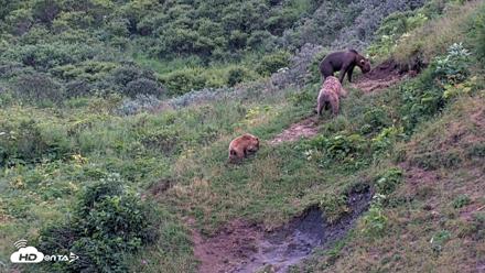 Kodiak Alaska Brown Bears Live Webcam - Aug 10, 2026, 9:39pm AKDT