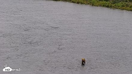 Kodiak Alaska Brown Bears Live Webcam - Aug 10, 2026, 10:48am AKDT
