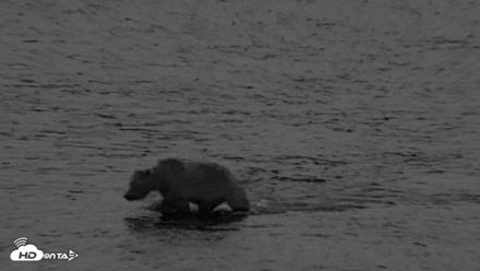 Kodiak Alaska Brown Bears Live Webcam - Aug 12, 2026, 6:09am AKDT