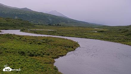 Kodiak Alaska Brown Bears Live Webcam - Aug 14, 2026, 8:09am AKDT