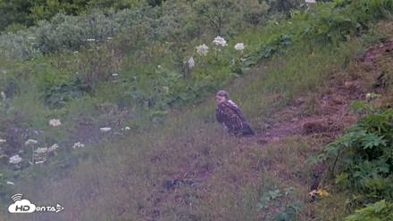 Kodiak Alaska Brown Bears Live Webcam - Jul 13, 2026, 9:20pm AKDT
