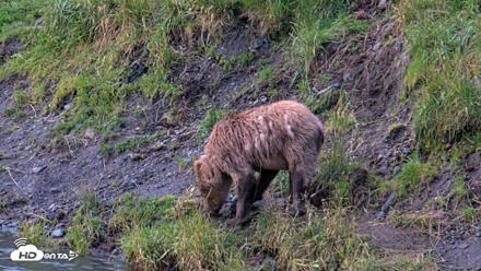 Kodiak Alaska Brown Bears Live Webcam - Aug 14, 2026, 7:37am AKDT