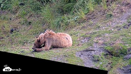 Kodiak Alaska Brown Bears Live Webcam - Jul 25, 2026, 5:58pm AKDT
