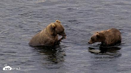 Kodiak Alaska Brown Bears Live Webcam - Aug 21, 2026, 8:05am AKDT