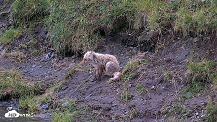Kodiak Alaska Brown Bears Live Webcam - Aug 12, 2026, 9:29pm AKDT