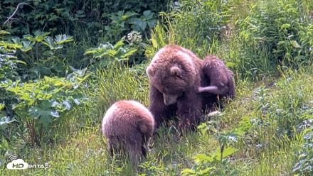 Kodiak Alaska Brown Bears Live Webcam - Jul 15, 2026, 1:51pm AKDT