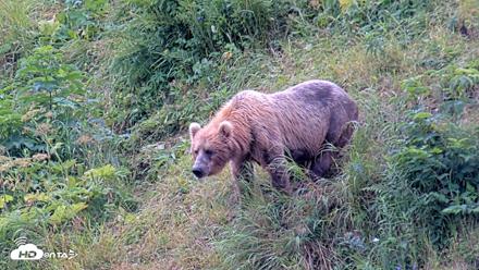 Kodiak Alaska Brown Bears Live Webcam - Aug 7, 2026, 4:30pm AKDT