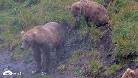 Kodiak Alaska Brown Bears Live Webcam - Aug 12, 2026, 1:51pm AKDT