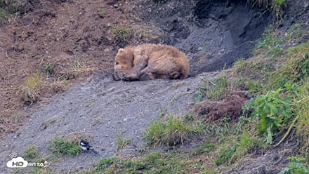 Kodiak Alaska Brown Bears Live Webcam - Aug 1, 2026, 7:51pm AKDT