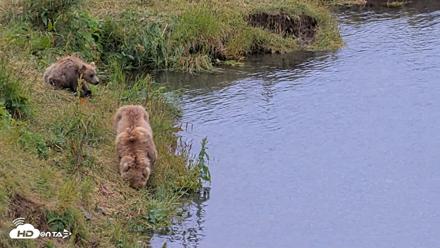Kodiak Alaska Brown Bears Live Webcam - Aug 3, 2026, 4:55pm AKDT