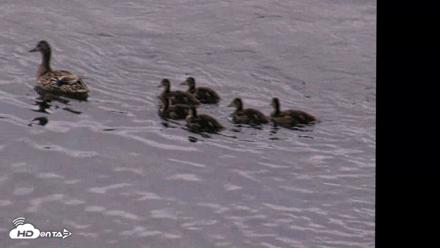 Kodiak Alaska Brown Bears Live Webcam - Aug 5, 2026, 6:19am AKDT