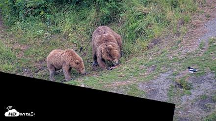 Kodiak Alaska Brown Bears Live Webcam - Jul 29, 2026, 9:49pm AKDT