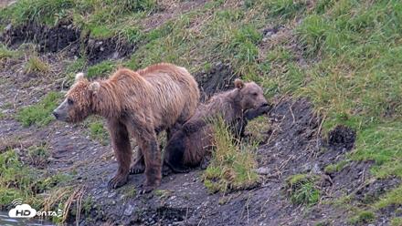 Kodiak Alaska Brown Bears Live Webcam - Aug 9, 2026, 8:16pm AKDT