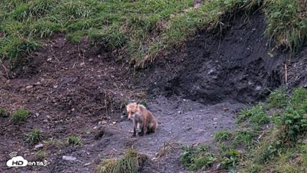 Kodiak Alaska Brown Bears Live Webcam - Aug 18, 2026, 9:33pm AKDT