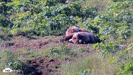 Kodiak Alaska Brown Bears Live Webcam - Jul 31, 2026, 9:28am AKDT