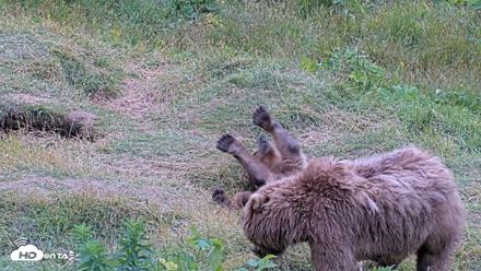 Kodiak Alaska Brown Bears Live Webcam - Aug 3, 2026, 8:01pm AKDT