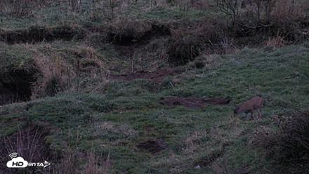 Kodiak Alaska Brown Bears Live Webcam - Oct 6, 2026, 7:58pm AKDT