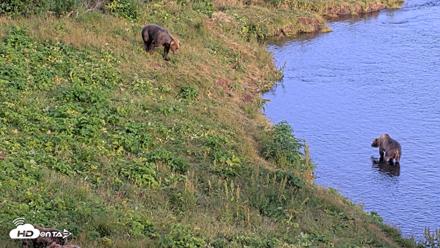 Kodiak Alaska Brown Bears Live Webcam - Aug 11, 2026, 8:05pm AKDT