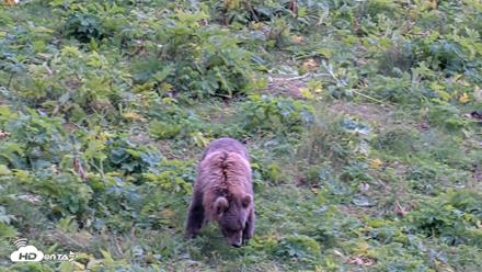 Kodiak Alaska Brown Bears Live Webcam - Aug 23, 2026, 2:09pm AKDT