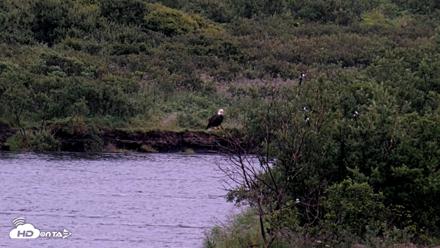 Kodiak Alaska Brown Bears Live Webcam - Aug 18, 2026, 7:20am AKDT