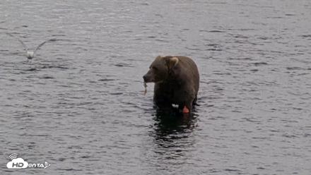 Kodiak Alaska Brown Bears Live Webcam - Aug 20, 2026, 5:48pm AKDT