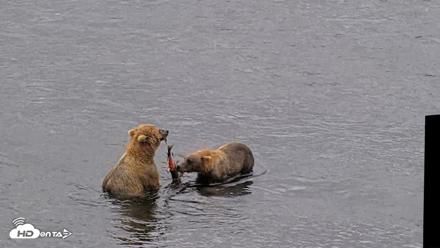 Kodiak Alaska Brown Bears Live Webcam - Aug 7, 2026, 12:36pm AKDT
