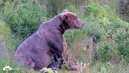 Kodiak Alaska Brown Bears Live Webcam - Aug 11, 2026, 6:10pm AKDT