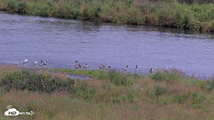 Kodiak Alaska Brown Bears Live Webcam - Aug 21, 2026, 8:06pm AKDT