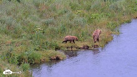 Kodiak Alaska Brown Bears Live Webcam - Jul 27, 2026, 2:48pm AKDT