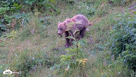Kodiak Alaska Brown Bears Live Webcam - Aug 4, 2026, 9:05pm AKDT