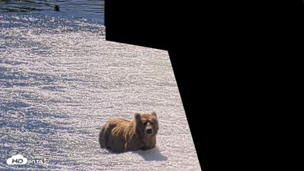 Kodiak Alaska Brown Bears Live Webcam - Jul 26, 2026, 12:39pm AKDT