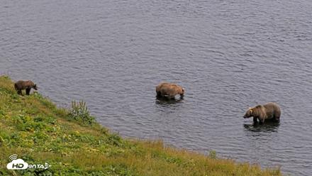 Kodiak Alaska Brown Bears Live Webcam - Aug 9, 2026, 4:10pm AKDT