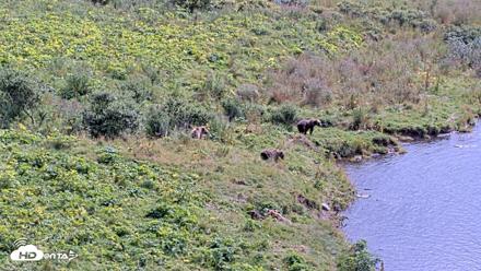 Kodiak Alaska Brown Bears Live Webcam - Aug 21, 2026, 1:25pm AKDT