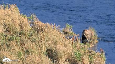 Kodiak Alaska Brown Bears Live Webcam - Oct 2, 2026, 5:49pm AKDT